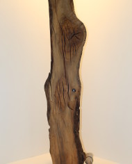 Andromeda (1)